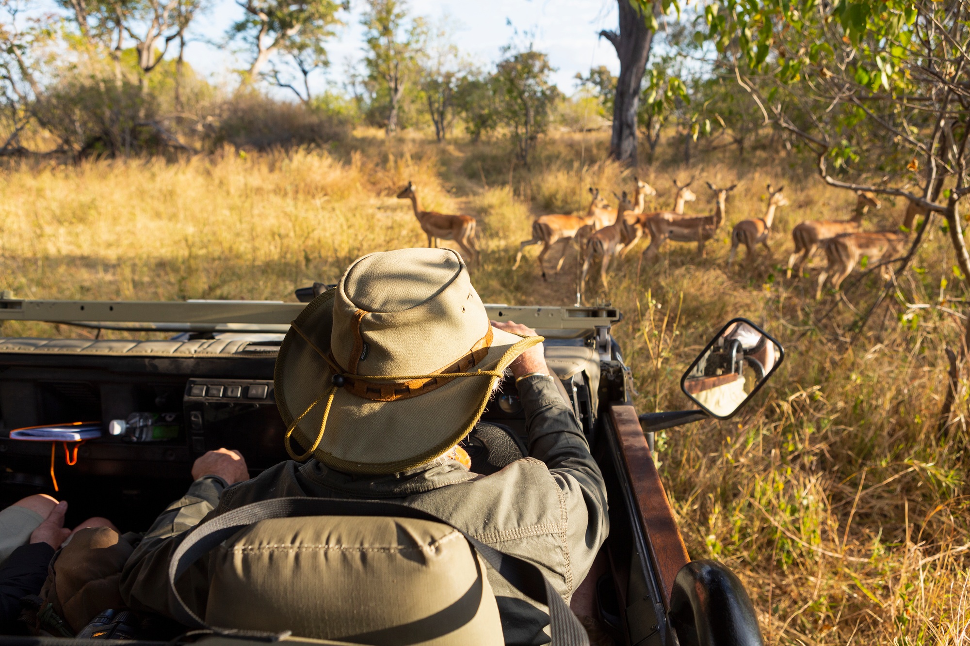 A safari guide in a bush hat at the wheel of a jeep watching a small group of impala close by