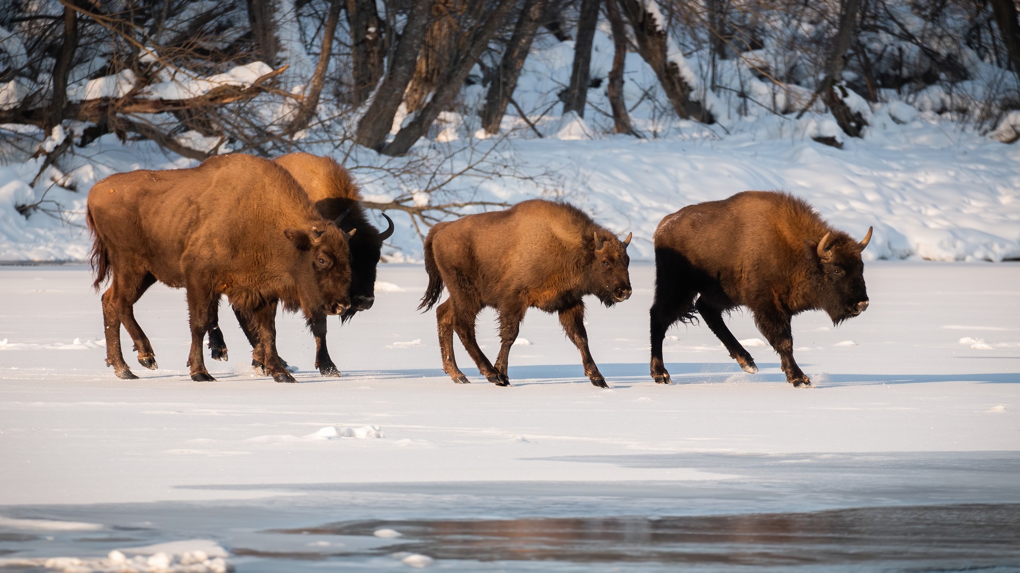 Herd of european bison walking on snow in winter season