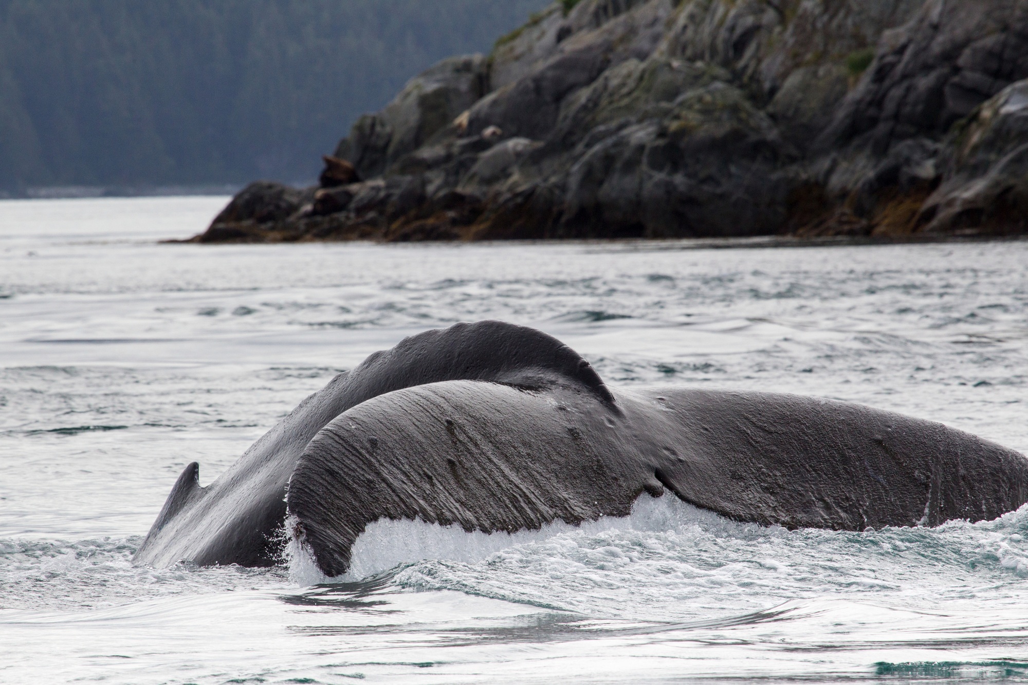 Tail of Humpback Whale