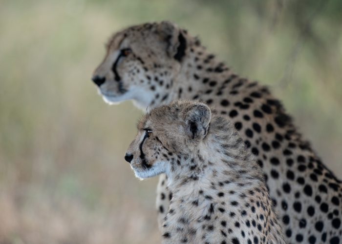 A cheetah and her cub, Acinonyx jubatus, stare into the distance