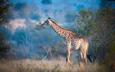 A giraffe, Giraffa camelopardalis giraffa, walks through a clearing