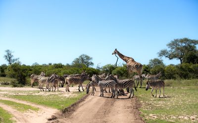 A herd of zebra, Equus quagga, and a giraffe, Giraffa, walk across a road