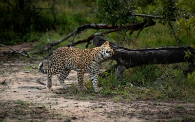 A leopard,Panthera pardus, rubs itself against a dead tree