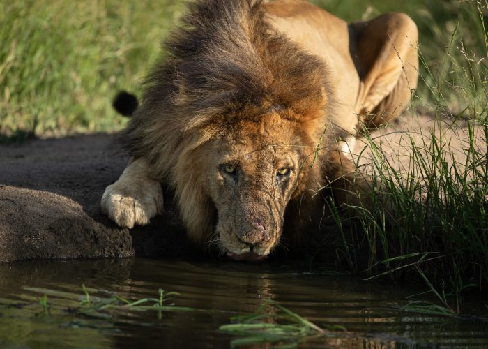 A male lion, Panthera leo, drinks water from a dam while looking up