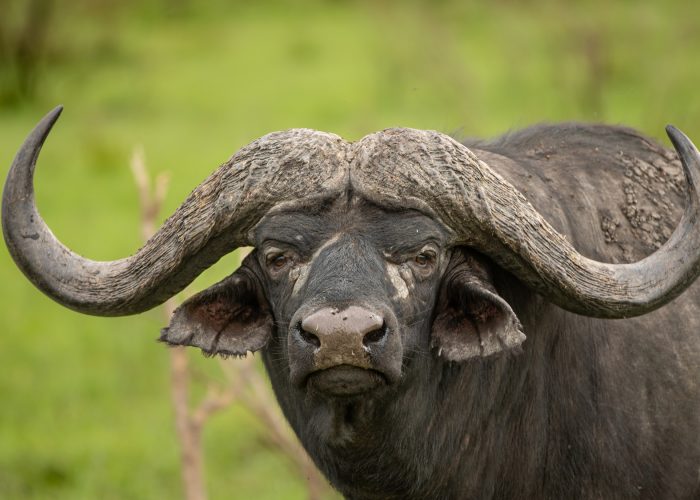 A portrait of a Buffalo bull, Syncerus caffer.