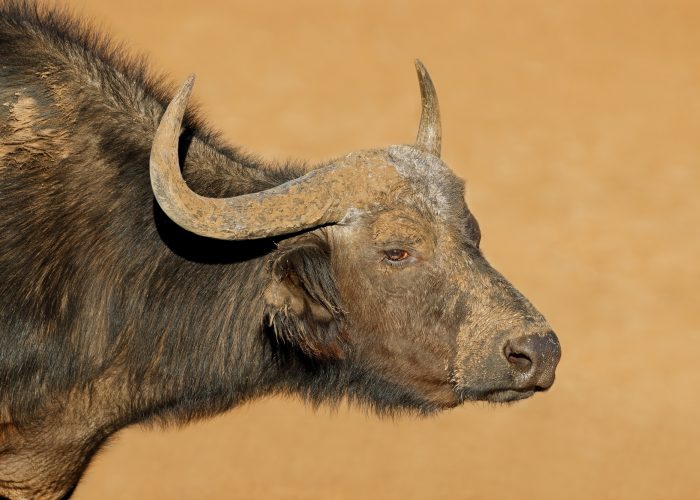 African buffalo portrait - South Africa