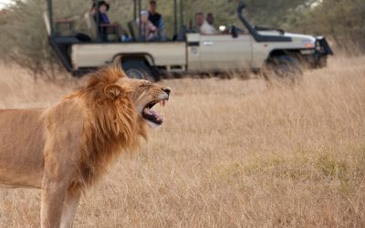 African Safari - Botswana
