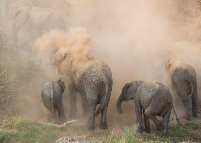 An elephant herd, Loxodonta africana, have a dust bath, sand on their backs, trunks in the air,