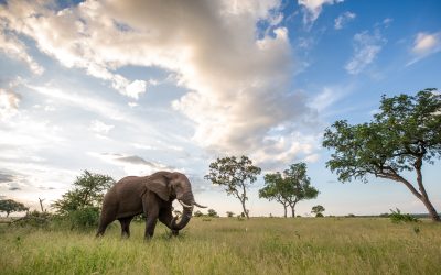 An elephant, Loxodonta africana, walks through a clearing, clouds in background