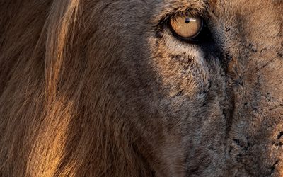 An upclose portrait of a male lion's face, Panthera leo