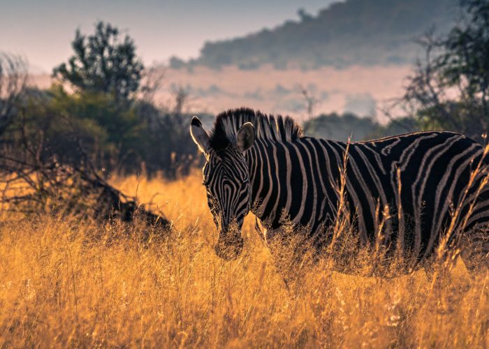 Beautiful zebra standing on dry grass at Pilanesberg National Park on a sunny day