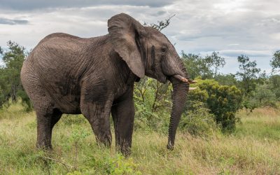 big elephant in kruger park