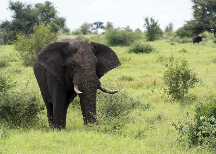 big elephant in kruger park