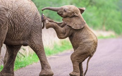 Elephant calf standing and pushing it's mother