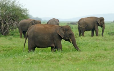 Elephants in National Park