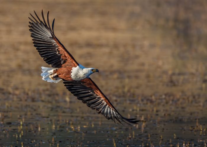 Fish Eagle flyby