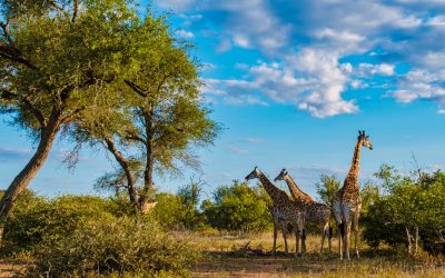 Giraffe in the bush of Kruger national park South Africa