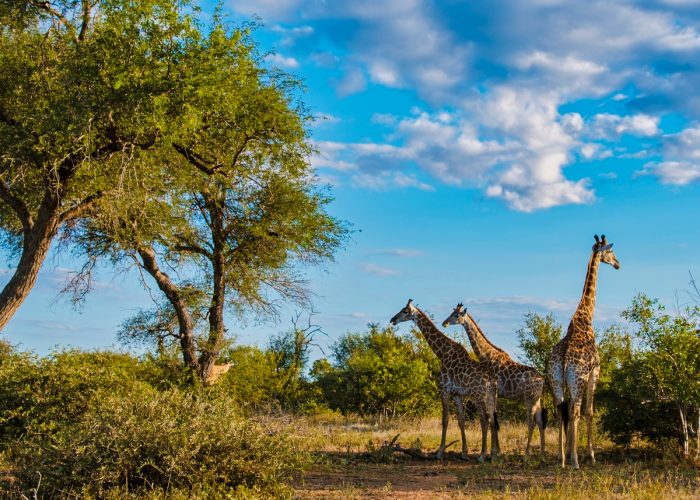 Giraffe in the bush of Kruger national park South Africa