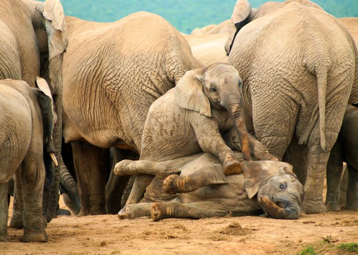 Group of wild elephants in South Africa