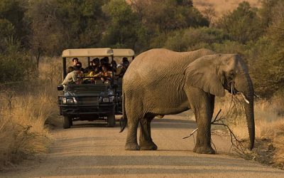On the road in the Pilanesberg NP in South Africa.