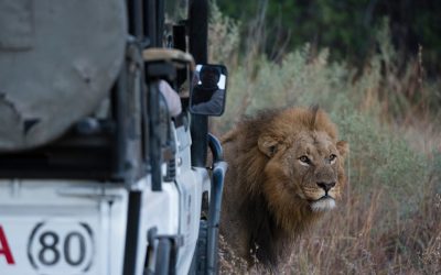 Male lion (Panthera leo) in front of safari vehicle, Okavango Delta, Botswana
