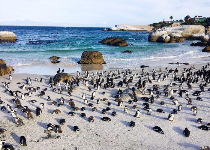 Penguin colony on Boulders beach in Simons Town, Cape Town, South Africa