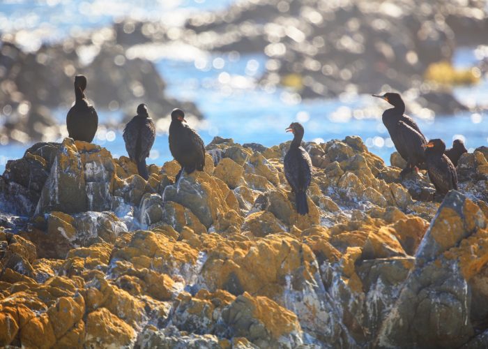 South Africa, Cape Town, Robben Island, Birds on the rocks