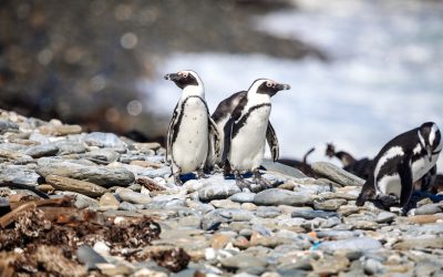South Africa, Cape Town, Robben Island, Penguins on the rocks