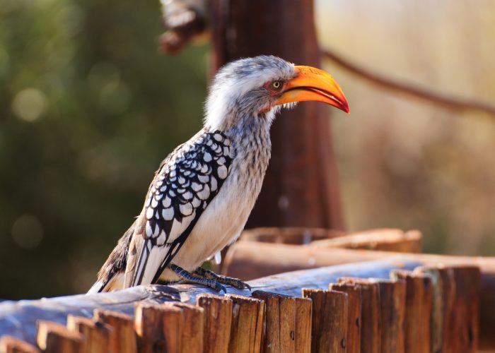 South african bird