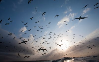 squadron Gannets in south Africa
