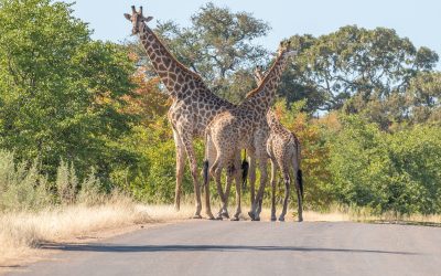 Three South African giraffes in a road