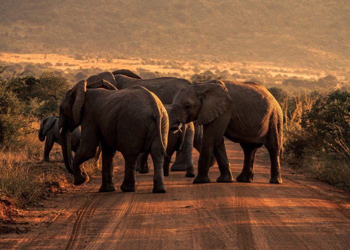 Vertical shot of African bush elephants in Pilanesberg national park, South Africa