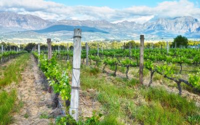 Views across the winelands. A scenic view of a vineyard in the Cape winelands.